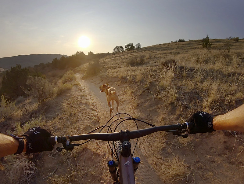 A dog runs in front of a person biking.