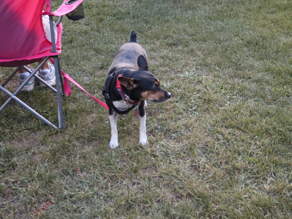 A black and brown chihuahua at the Thursday Night Concert Series.