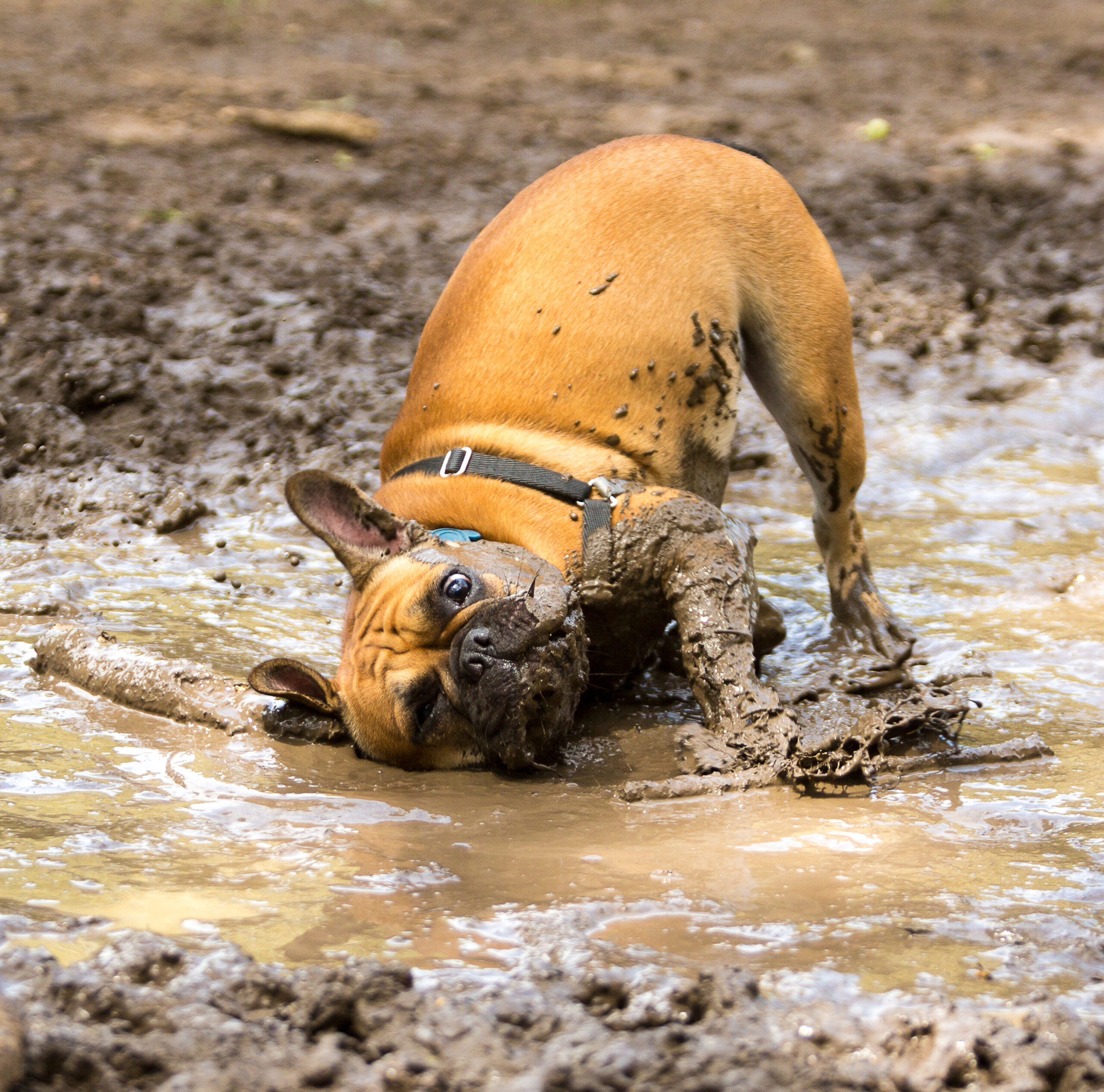 A brown French Bulldog rolls around in the mud.