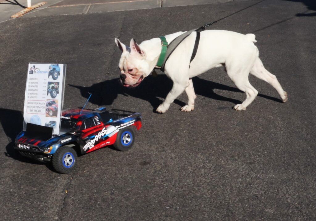 A bulldog chases a remote control car.