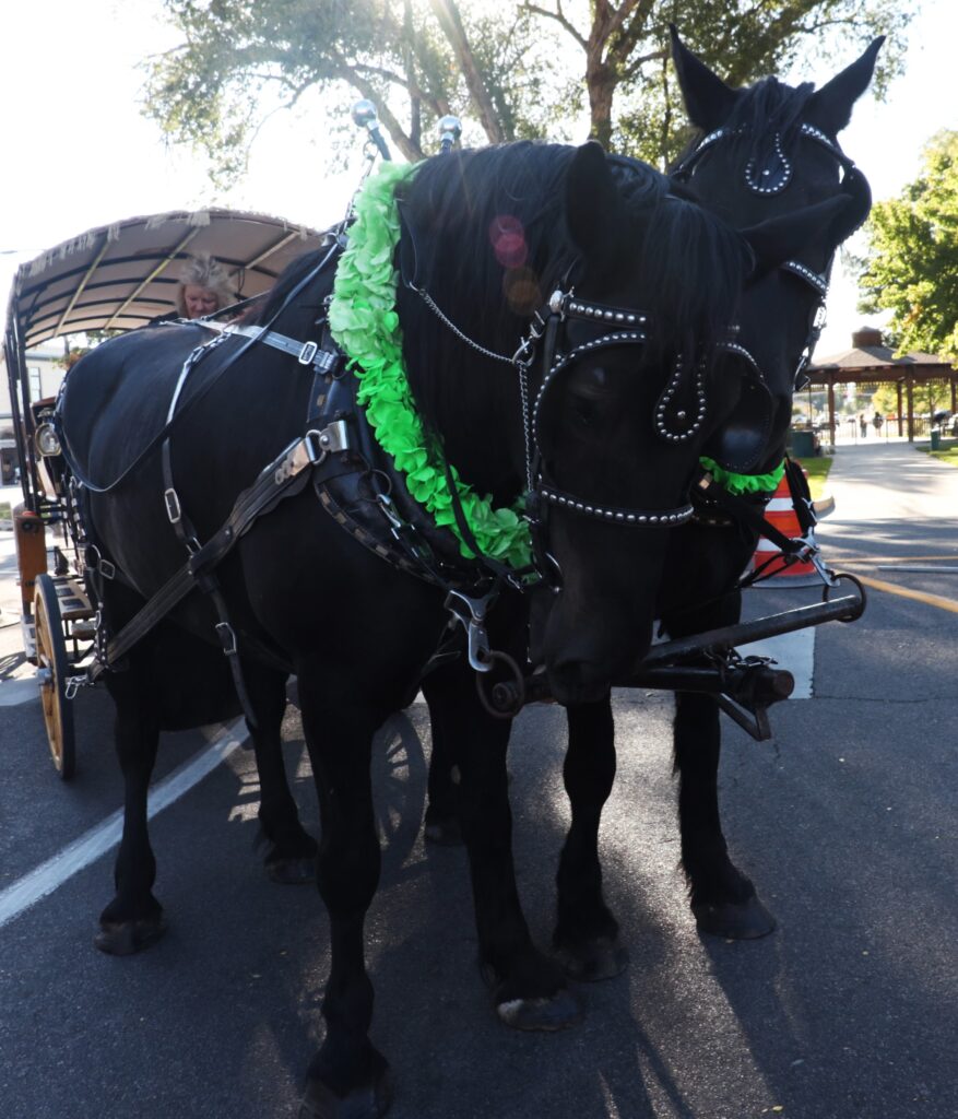 Two black Clydesdale horses.