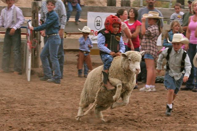 A kid rides a sheep at the Fruita Rimrock Rodeo.