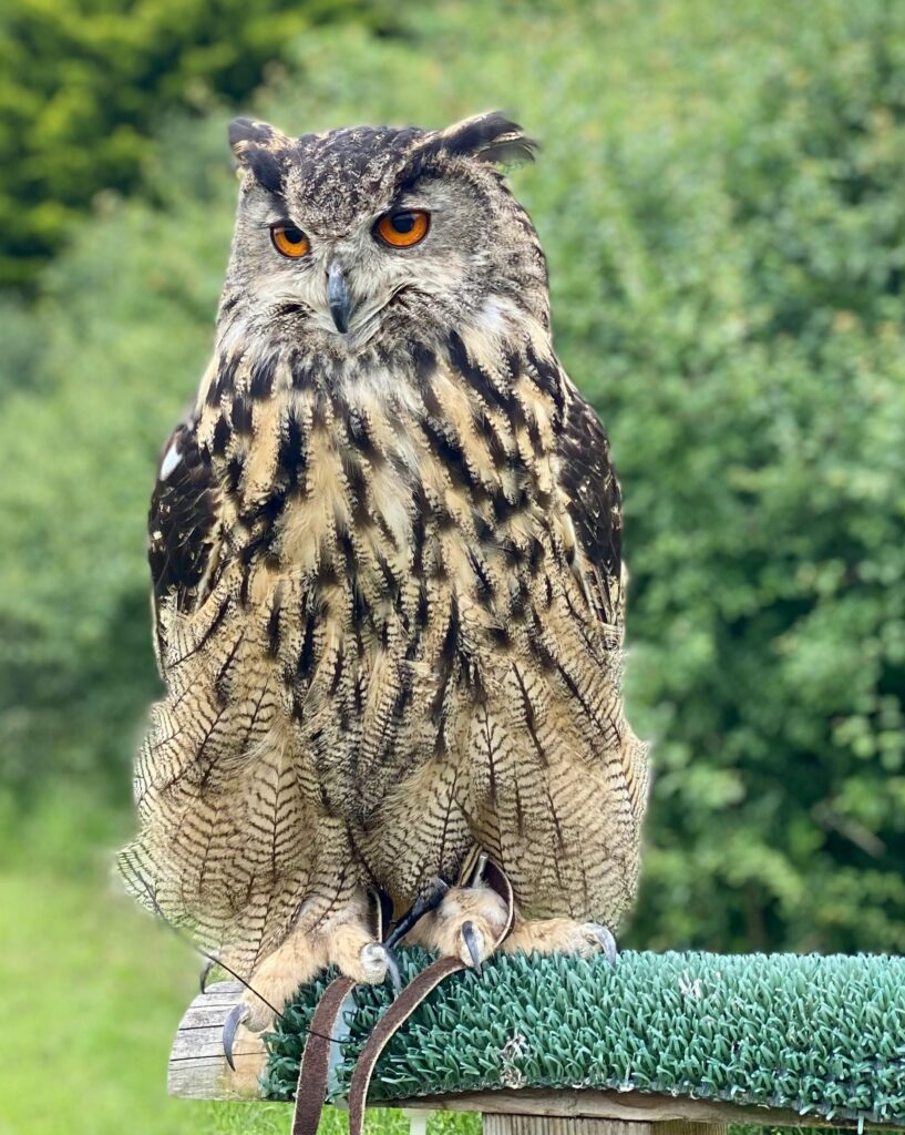 A great horned owl perched on a bench.