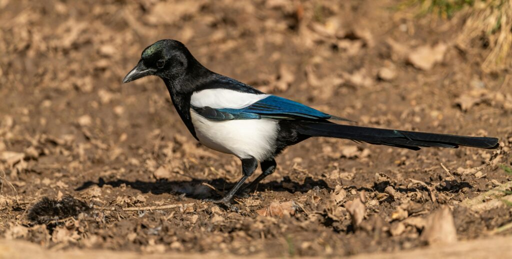 A Blue-winged Magpie on the ground. Photo by Peter Ganaj.
