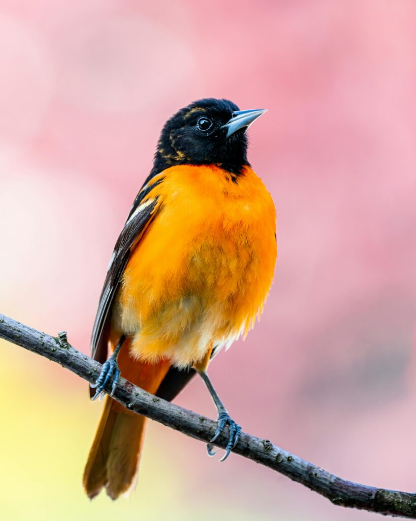 A Bullock's Oriole on a branch.