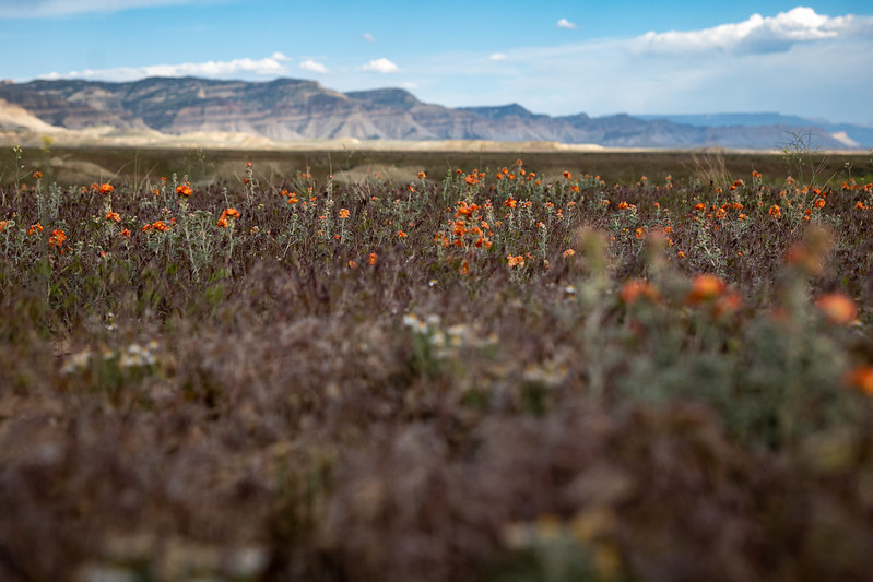 A field of orange flowers at 18 Road.