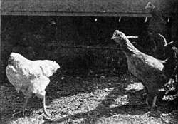 A headless chicken next to a chicken with a head.