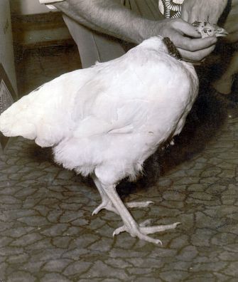 A headless chicken with its head held by a human hand next to it.