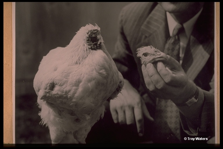 A headless chicken with its head held by a human hand next to it.