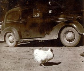 A headless chicken walking around in front of a car.