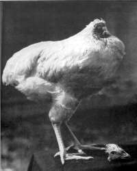 A headless chicken with its head next to it.